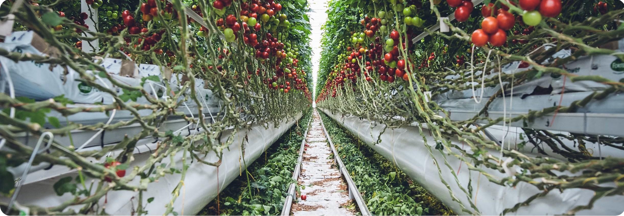 Tomatoes growing on the Vertical Wall System