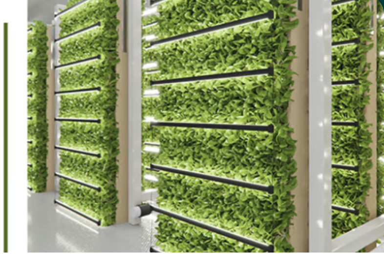 Vertical Wall hydroponic growing system